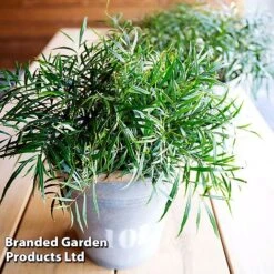 Mahonia 'Soft Caress' -Perfect Greenery MAHO SOFTCARES U43357