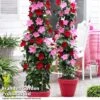 Mandevilla 'Sundaville Collection' -Perfect Greenery MAND BLOOMMIXD S07255