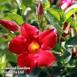 Mandevilla 'Sundaville Collection' -Perfect Greenery MAND BLOOMRED L31743