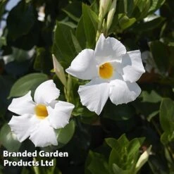 Mandevilla 'Sundaville Collection' -Perfect Greenery MAND BLOOMWHIT L31742