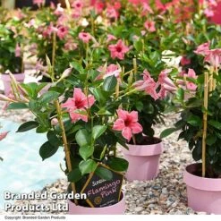 Mandevilla 'Sundaville Flamingo Pink' -Perfect Greenery MAND FLAMPINK T40933