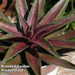 Mangave 'Blazing Saddles' 11 Mangave 'Blazing Saddles' -Perfect Greenery MANG BLAZINGSA S51070
