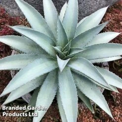 Mangave 'Frosted Elegance' 8 Mangave 'Frosted Elegance' -Perfect Greenery MANG FROSTELEG S51073