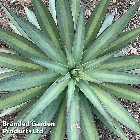 Mangave 'Frosted Elegance' 6 Mangave 'Frosted Elegance' - Image 4