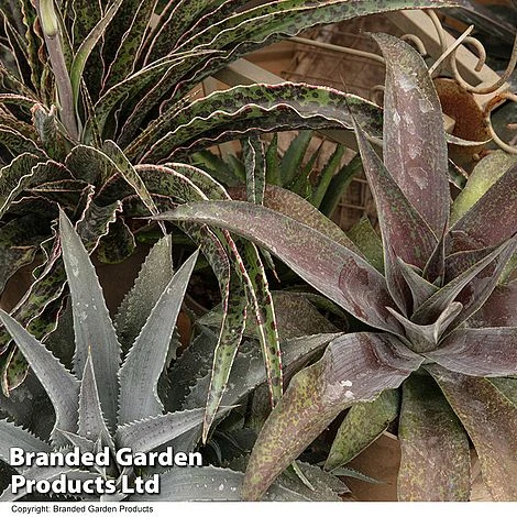 Mangave Collection 3 Mangave Collection