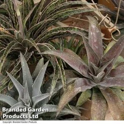 Mangave Collection 6 Mangave Collection -Perfect Greenery MANG MIXED T44083