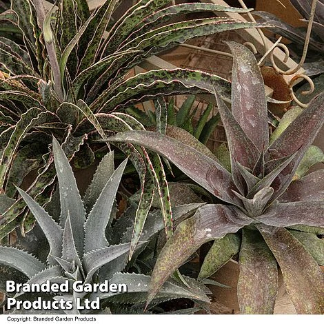 Mangave Collection 4 Mangave Collection - Image 2