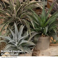 Mangave Collection 7 Mangave Collection -Perfect Greenery MANG MIXED T44084