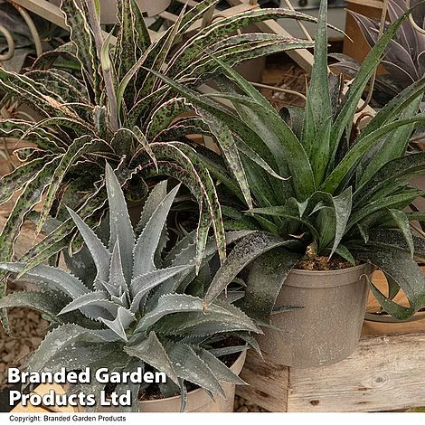 Mangave Collection 5 Mangave Collection - Image 3