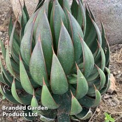 Mangave 'Praying Hands' -Perfect Greenery MANG PRAYINGHA S51061