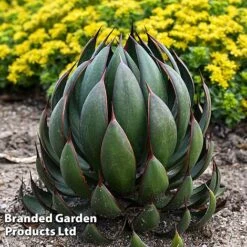 Mangave 'Praying Hands'