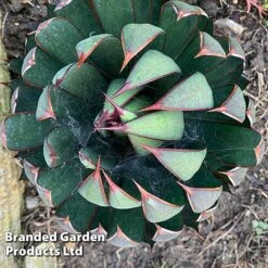 Mangave 'Praying Hands' -Perfect Greenery MANG PRAYINGHA S51063