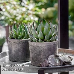 Mangave 'Praying Hands' -Perfect Greenery MANG PRAYINGHA S51064