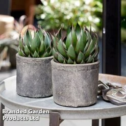 Mangave 'Praying Hands' -Perfect Greenery MANG PRAYINGHA S51065