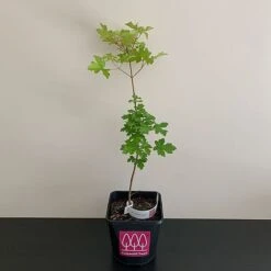 Field Maple Tree (Acer Campestre) Grown By Cotswold Trees -Perfect Greenery MAPLE2