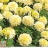 Marigold 'French Vanilla' F1 Hybrid 2 Marigold 'French Vanilla' F1 Hybrid -Perfect Greenery MARI P4020 A h