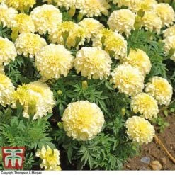 Marigold 'French Vanilla' F1 Hybrid 13 Marigold 'French Vanilla' F1 Hybrid -Perfect Greenery MARI P4020 F
