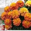 Marigold 'Strawberry Blonde' -Perfect Greenery MARI T67436 F