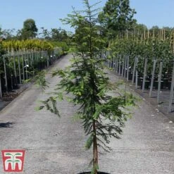 Metasequoia Glyptostroboides 5 Metasequoia Glyptostroboides -Perfect Greenery META TKA3276 A