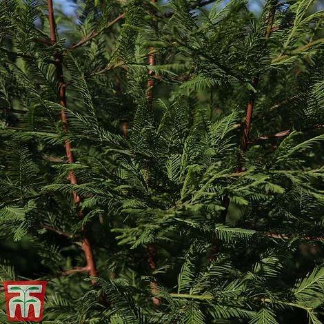 Metasequoia Glyptostroboides 3 Metasequoia Glyptostroboides