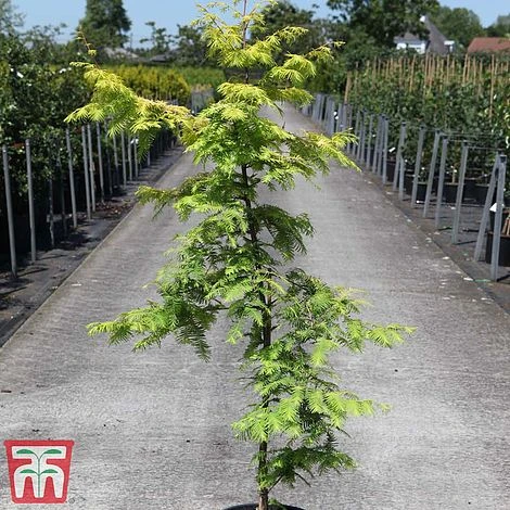Metasequoia Glyptostroboides 'Gold Rush' 4 Metasequoia Glyptostroboides 'Gold Rush' - Image 2