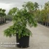 Metasequoia Glyptostroboides 'Chubby' -Perfect Greenery META CHUBBY S45905