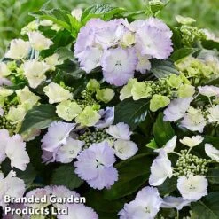 Hydrangea 'Angel Wings Blue' 11 Hydrangea 'Angel Wings Blue' -Perfect Greenery MH8427a