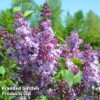 Syringa 'Michael Buckner' -Perfect Greenery MICHAELBUCKNER KC5282 A