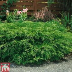 Microbiota Decussata -Perfect Greenery MICR T58037 a1