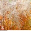 Miscanthus 'Indian Summer' -Perfect Greenery MISC