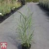 Miscanthus Sinensis 'Silberfeder' -Perfect Greenery MISC TKA3300 A