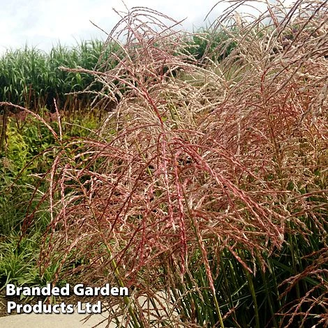 Miscanthus 'Pink Cloud' 3 Miscanthus 'Pink Cloud'