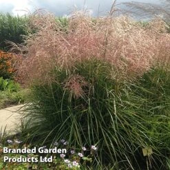Miscanthus 'Pink Cloud' 6 Miscanthus 'Pink Cloud' -Perfect Greenery MISC PINKCLOUD S28690