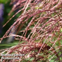 Miscanthus 'Red Cloud' -Perfect Greenery MISC REDCLOUD S28693