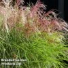 Miscanthus 'Red Cloud' -Perfect Greenery MISC REDCLOUD S28694