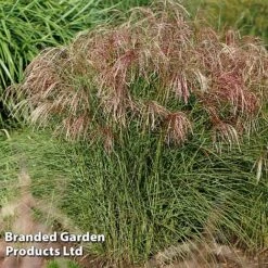 Miscanthus 'Red Cloud' -Perfect Greenery MISC REDCLOUD S28695