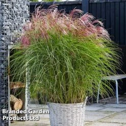 Miscanthus 'Red Cloud' -Perfect Greenery MISC REDCLOUD S286981
