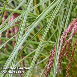 Miscanthus 'Silver Cloud' -Perfect Greenery MISC SILVRCLOUD S28701