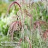 Miscanthus 'Silver Cloud' -Perfect Greenery MISC SILVRCLOUD S28702