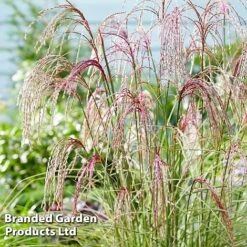 Miscanthus 'Silver Cloud' -Perfect Greenery MISC SILVRCLOUD S28705