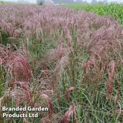 Miscanthus 'Silver Cloud' -Perfect Greenery MISC SILVRCLOUD S28706