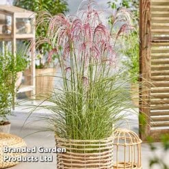 Miscanthus 'Silver Cloud' -Perfect Greenery MISC SILVRCLOUD S28707