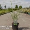 Miscanthus Sinensis 'Variegatus' -Perfect Greenery MISC VARIEGATU S45906