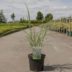 Miscanthus Sinensis 'Variegatus' -Perfect Greenery MISC VARIEGATU S45906 NOW