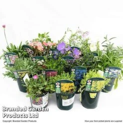 Nurserymans Choice Alpine Mix -Perfect Greenery MIXD ALPINE9CM T512391