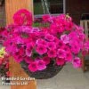 Pink Shockwave Preplanted Hanging Basket -Perfect Greenery MIXD PINKSHOCK S35541