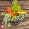 Autumn Sunset Mix (Pre-Planted Basket) -Perfect Greenery MIXD PRIMAUTUM