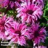 Monarda Didyma 'Balmy Pink' -Perfect Greenery MONA KC9171 A