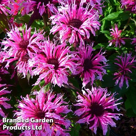 Monarda Didyma 'Balmy Pink' 4 Monarda Didyma 'Balmy Pink' - Image 2