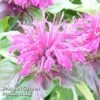 Monarda Didyma 'Balmy Purple' -Perfect Greenery MONA KC9172 A